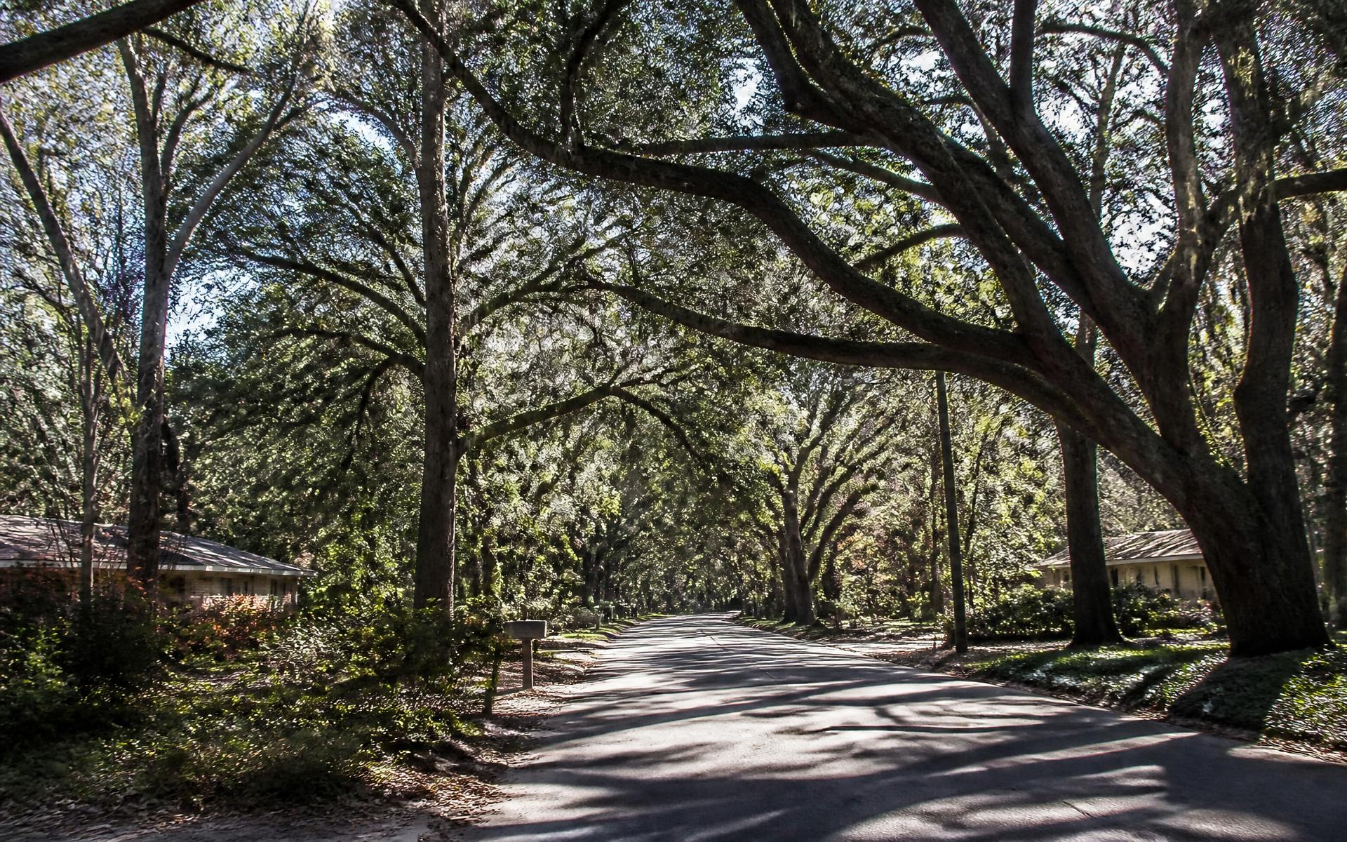 A curving, tree-canopied street typical of Sherwood Forest in Charlotte